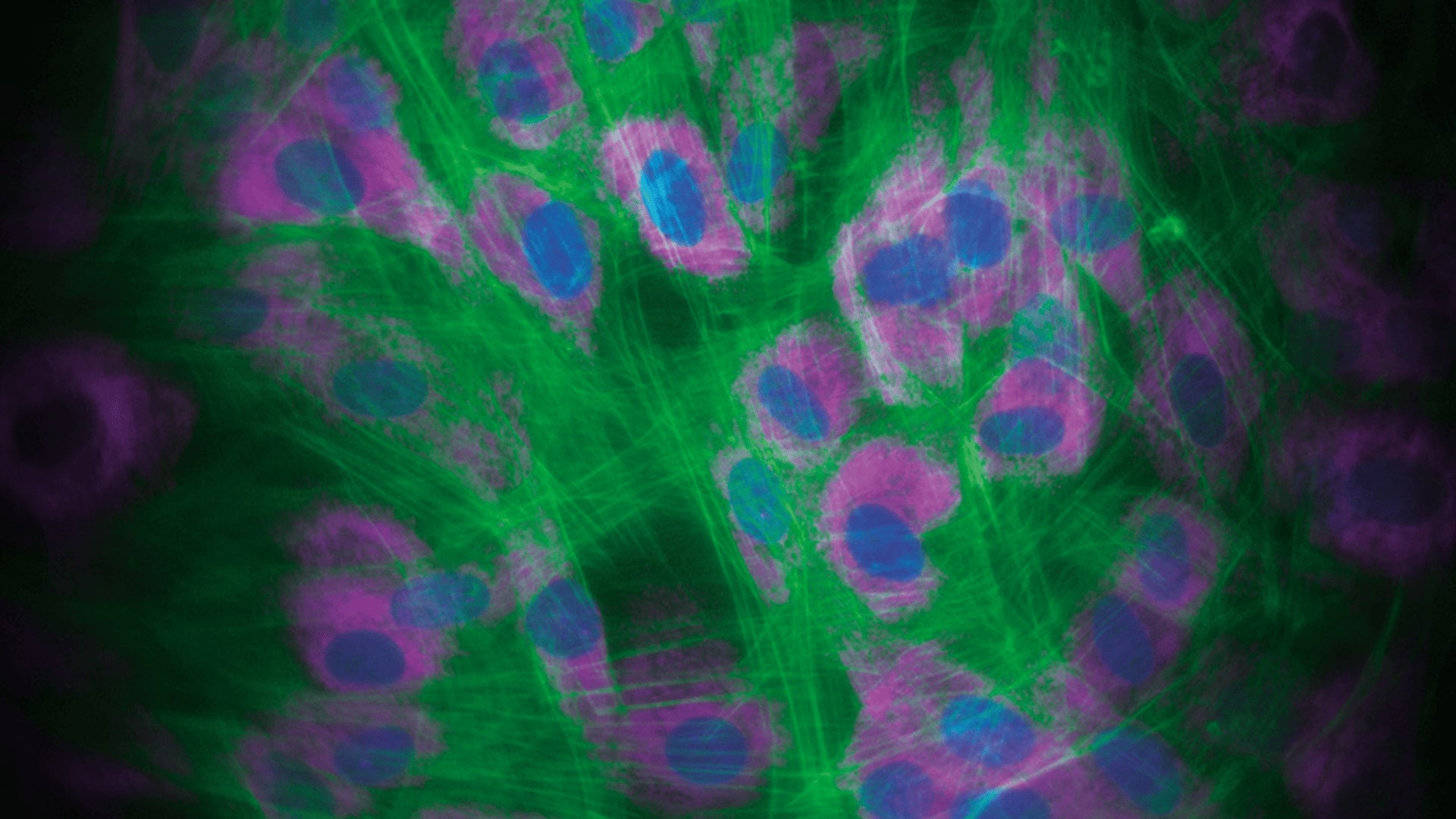Image de microscopie confocale